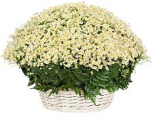 Цветочная композиция из Ромашки в корзине #REPLACE_PRED# Щеглово